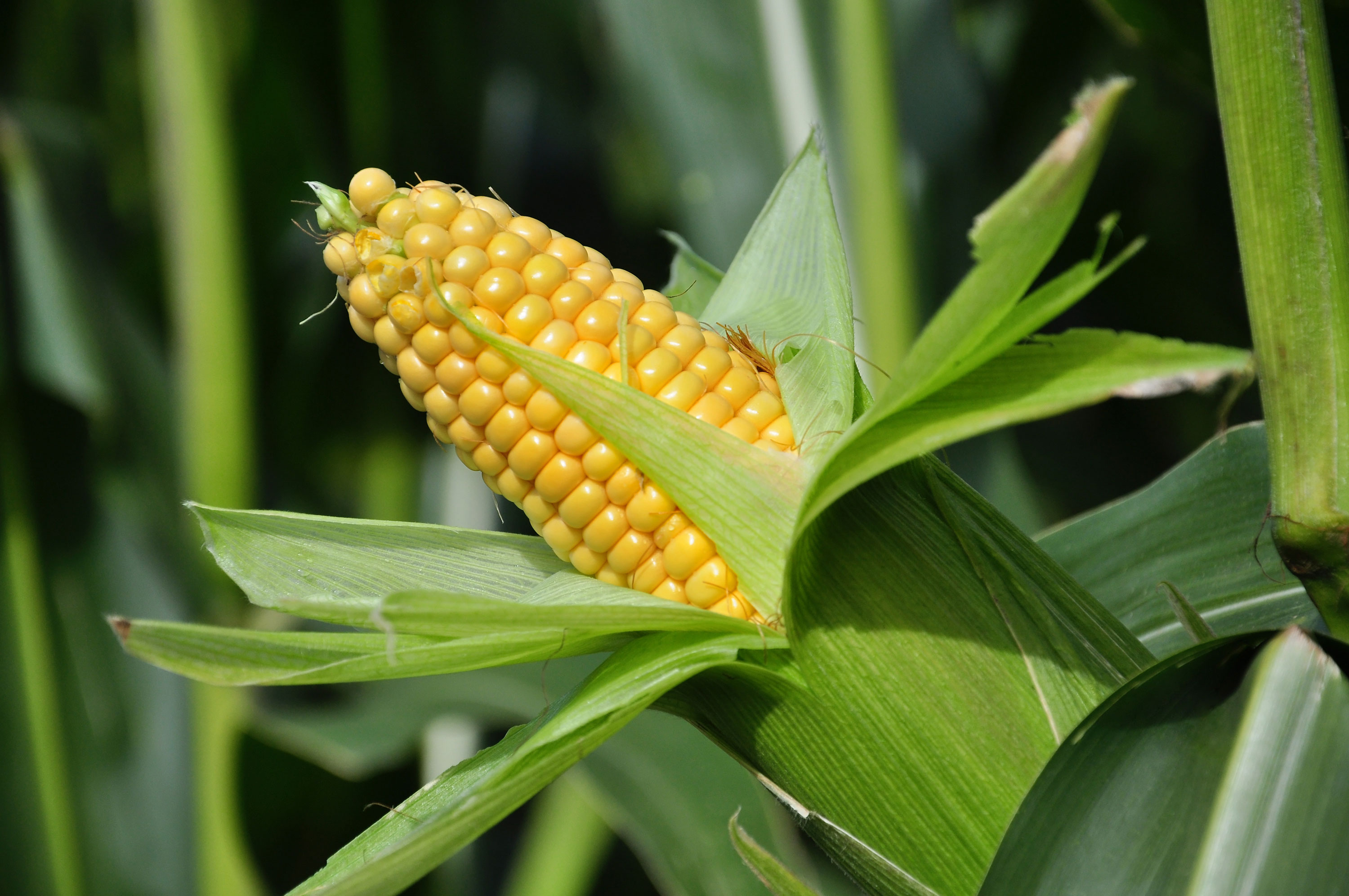 Maize (Maka) :